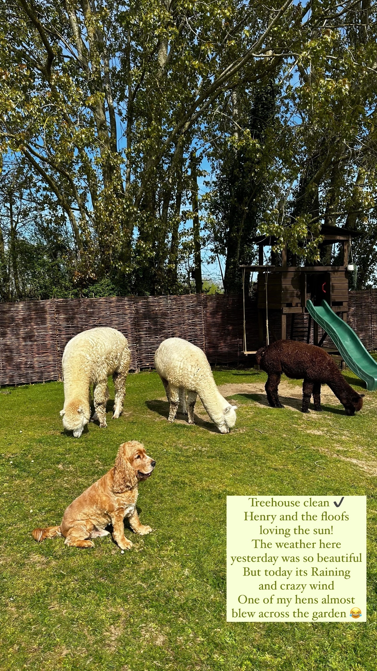 Once cleaned, Sophie shared an adorable picture of her dog Henry alongside her three alpacas