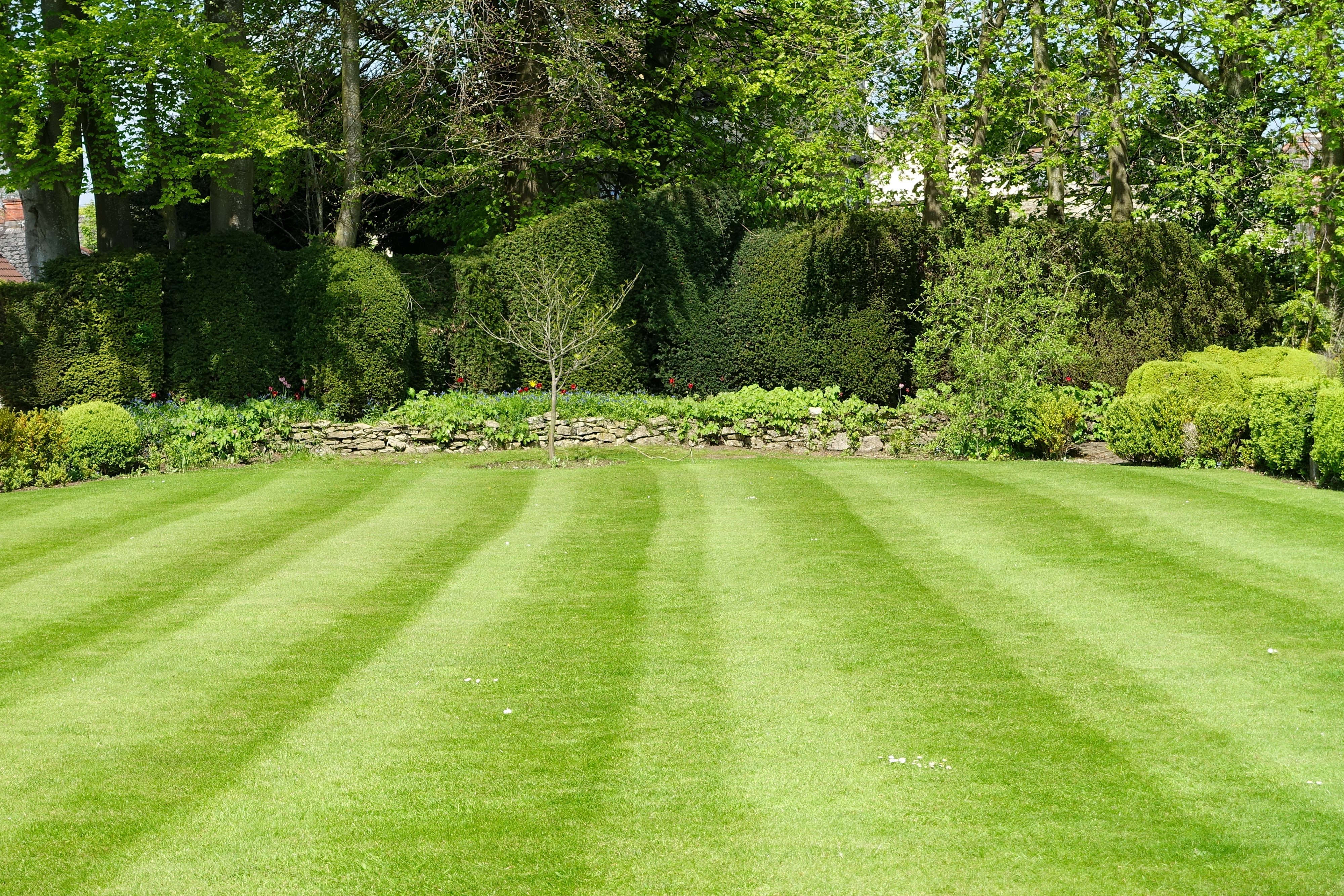 With these tips and tricks, your lawn should look this good in no time