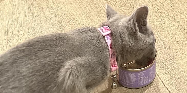 Fans were concerned to see the cat eat out of a metal can