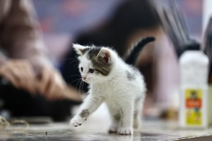 A kitten in Duzce, Turkey.