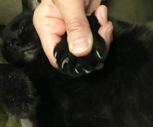 A cat's paw showing claws.