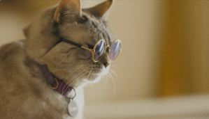 Bespectacled feline in 'American Cats'