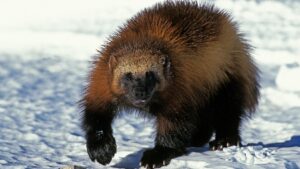 north American wolverine in the snow