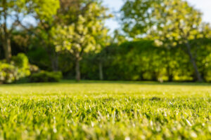 The gardening pro has shared how to get the perfect lawn - just in time for summer