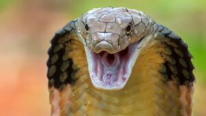 king cobra snake with wide hood