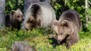 pack of wild bears in Russia