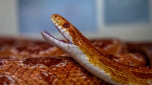 corn snake pet up close