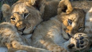 lion cubs in South Africa