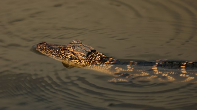 Wally The Therapy Alligator Might Be Lost Forever