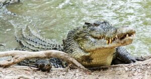 saltwater crocodile in Australia