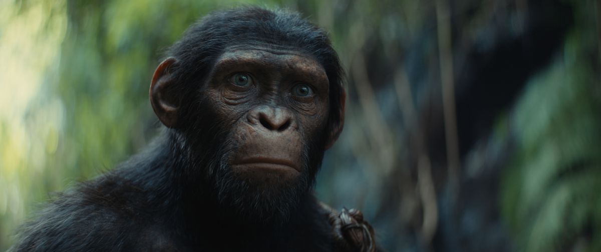 Noa, a chimp from Kingdom of the Planet of the Apes, looks toward the camera with a worried expression