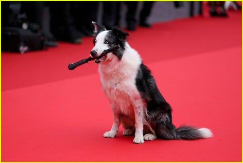 Messi the Dog at the Cannes Film Festival
