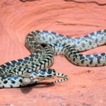 gopher snake perched on red rocks