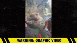 Brown Bear Eats Ducklings in Front of Horrified Kids at Seattle Zoo