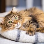 A happy long haired brown tabby cat is relaxing on a felt cat bed at home holding his paws crossed in front of him