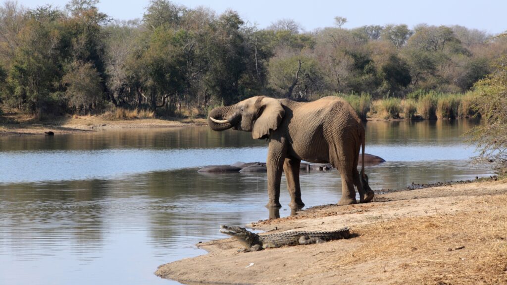 elephant and crocodile in Africa