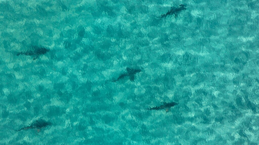 blacktip sharks in Florida