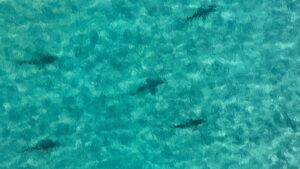 blacktip sharks in Florida