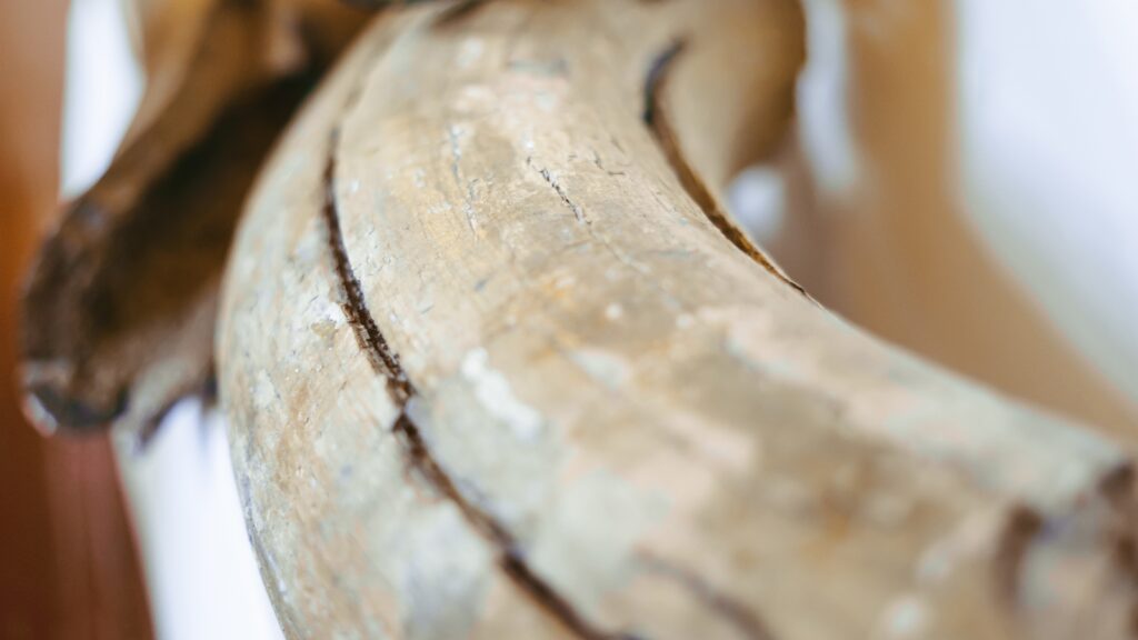 wooly mammoth tusk up close