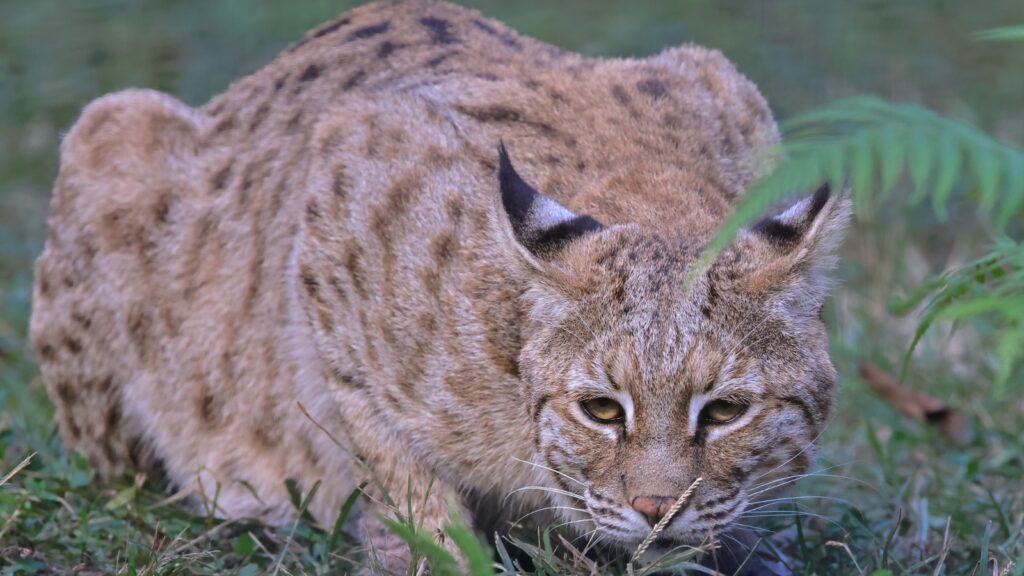 Florida bobcat