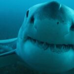 great white shark up close underwater
