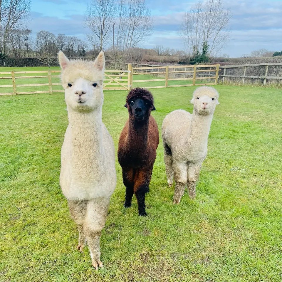 Mrs Hinch has three pet alpacas which she often shares on Instagram