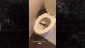 NFL's Jaelan Phillips Finds 'Massive' Wild Iguana Bathing In His Toilet