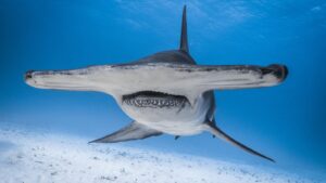 great hammerhead shark up close