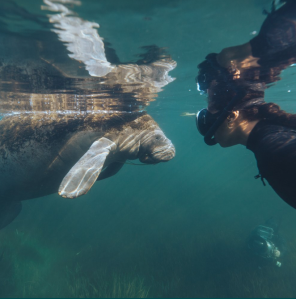 Manatee and human come face to face