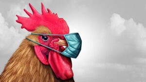 bird flu mask on chicken