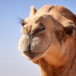 A photo of a camel.