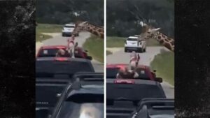 Giraffe Snatches Toddler At Drive-Thru Safari In Texas