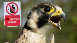 Hawk Tuah meme with a bird hawk and spitting sign