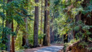 Big Basin State Park California Redwoods trees
