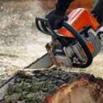 Woodcutter saws tree with chainsaw