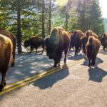 Yellowstone bison herd walking on a road