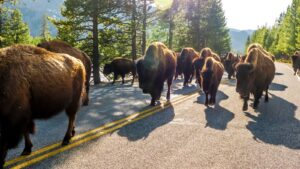 Yellowstone bison herd walking on a road