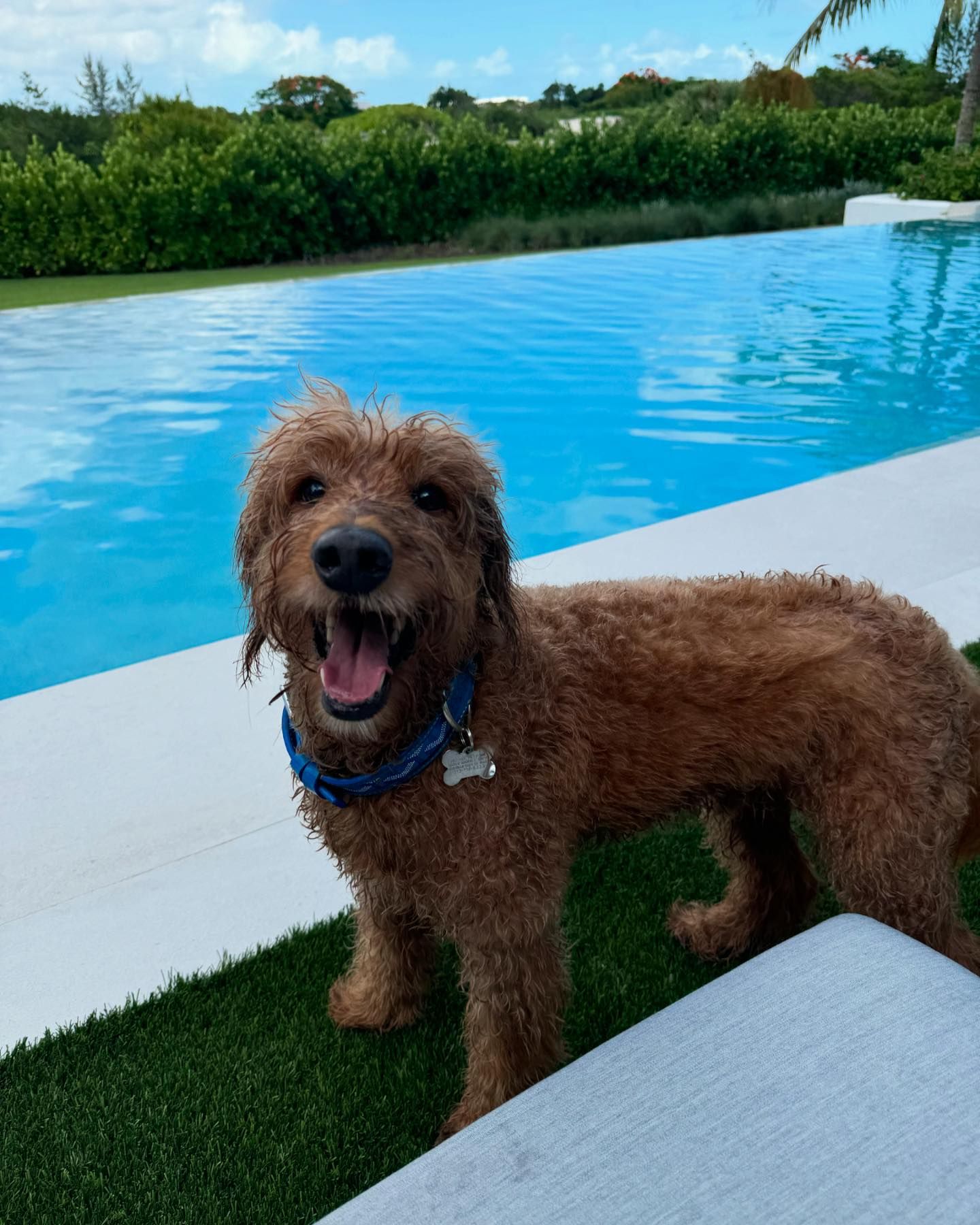 Isabella Strahan also snapped a photo of of the family dog, Enzo, by the pool