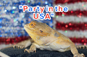 Create An Independence Day Playlist And I'll Give You A Patriotic Pet To Spend The 4th Of July With