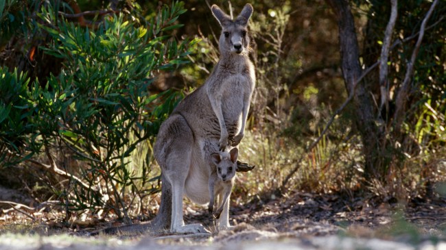 Fugitive Kangaroo Captured In Germany After Six Months On The Run