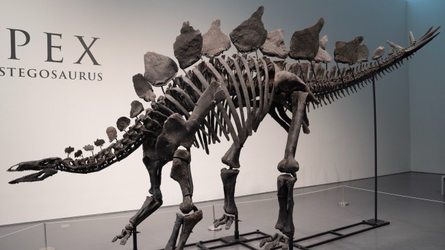 Full Skeleton Of Stegosaurus Sells For Record Amount