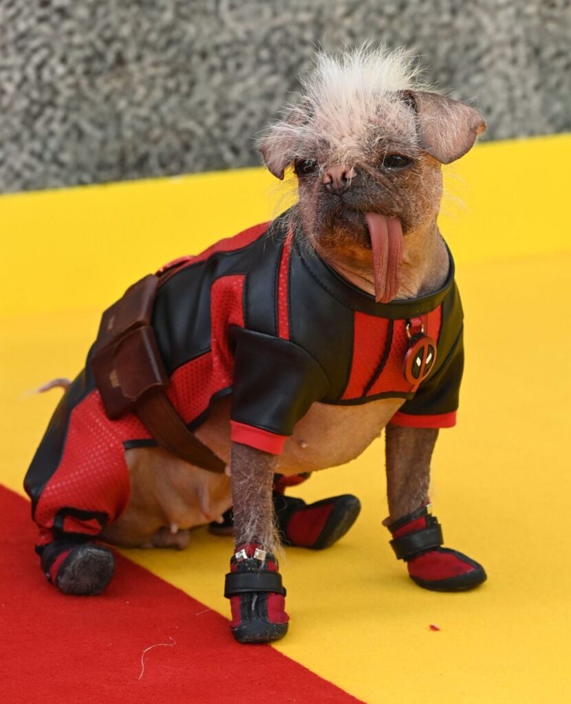 Meet Peggy, Britain's ugliest dog and the new Marvel star