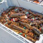 Maine lobster fishing