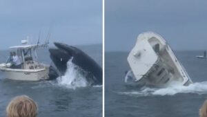 Whale Breaches Off New Hampshire, Capsizes Boat on Video
