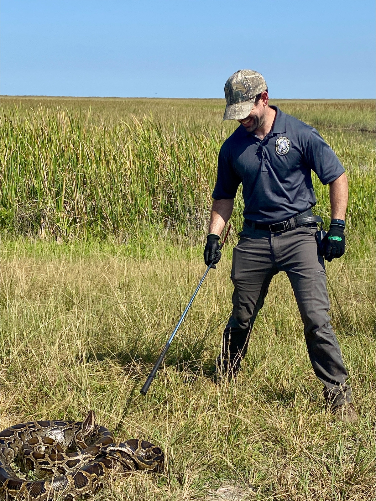 invasive Burmese python caught in Florida