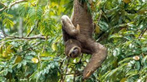 sloth in the Amazon jungle