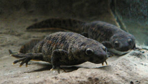 Iberian ribbed newt