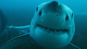 great white shark up close underwater