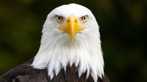 bald eagle