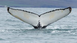 humpback whale tail going underwater